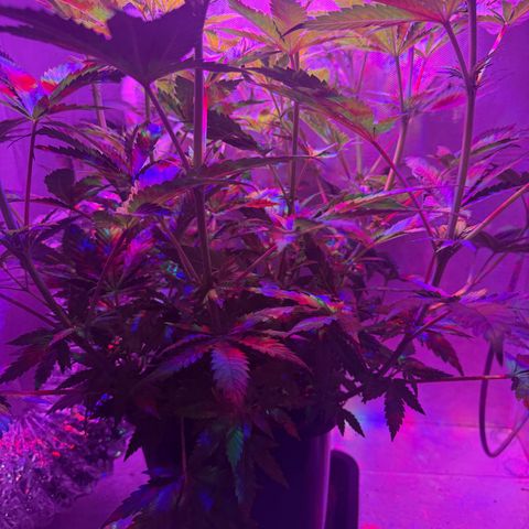 Biscotti growlog timeline photo