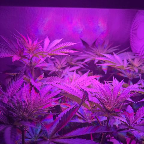 Biscotti growlog timeline photo