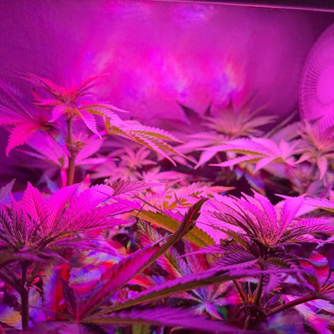Biscotti growlog photo: Vor dem Entlauben