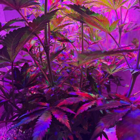 Biscotti growlog photo: Vor dem Entlauben