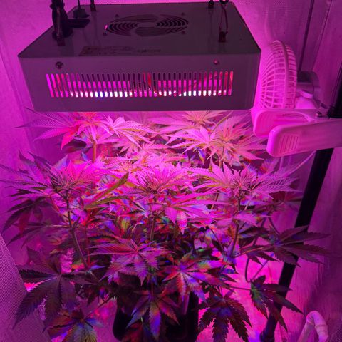 Biscotti growlog photo: Vor dem Entlauben