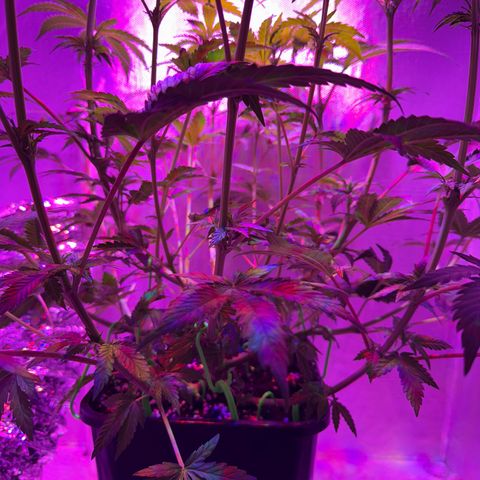 Biscotti growlog photo: Nach Beschneiden
