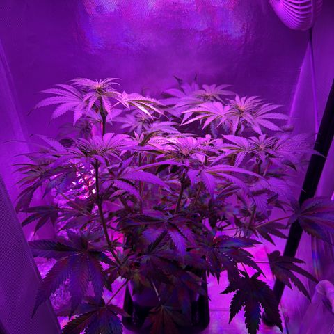 Biscotti growlog photo: Nach Beschneiden