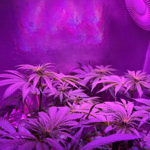 Biscotti growlog photo: Nach Beschneiden