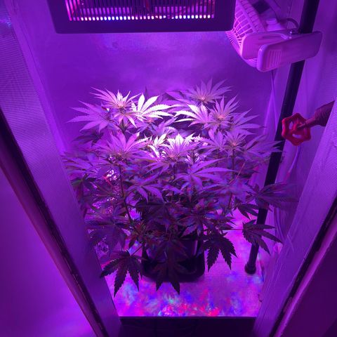 Biscotti growlog timeline photo