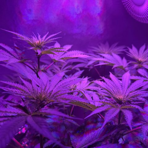 Biscotti growlog timeline photo