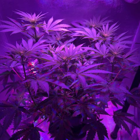 Biscotti growlog timeline photo