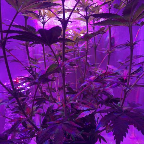 Biscotti growlog timeline photo