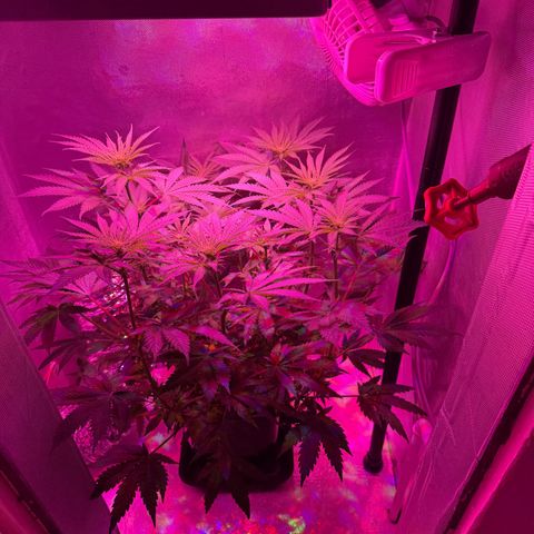 Biscotti growlog timeline photo
