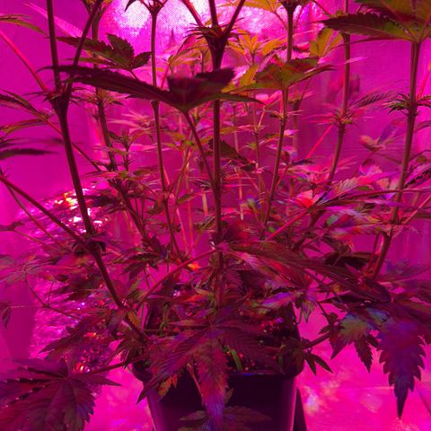 Biscotti growlog timeline photo