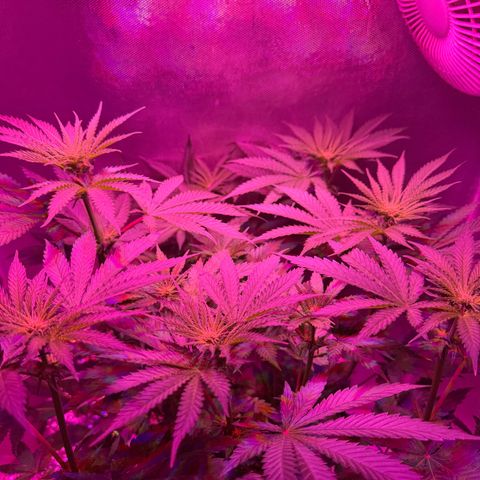 Biscotti growlog timeline photo