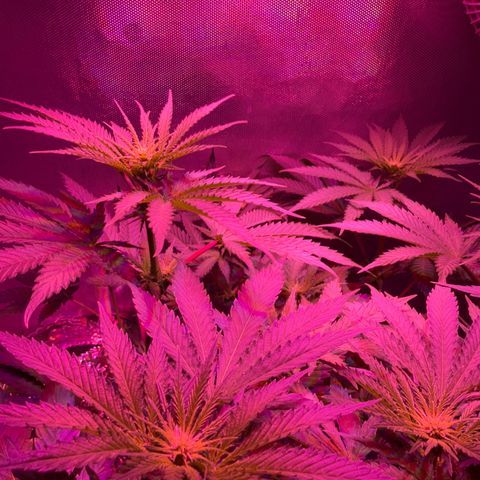 Biscotti growlog timeline photo