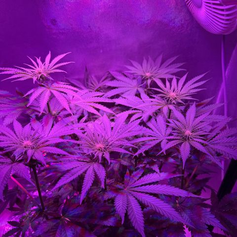 Biscotti growlog timeline photo