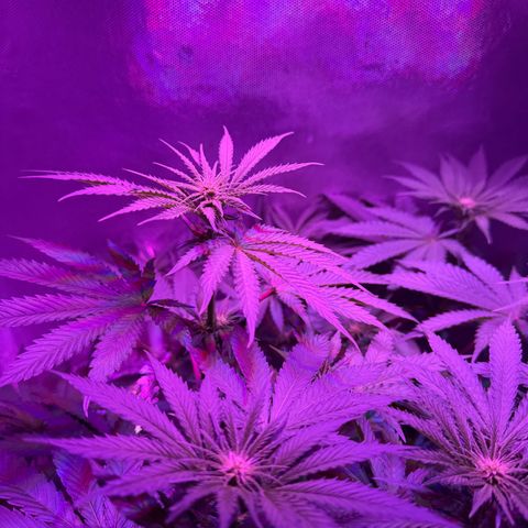 Biscotti growlog timeline photo