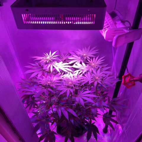 Biscotti growlog timeline photo
