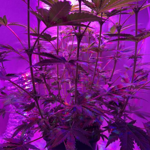 Biscotti growlog timeline photo