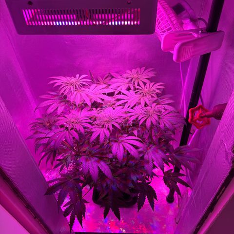 Biscotti growlog timeline photo