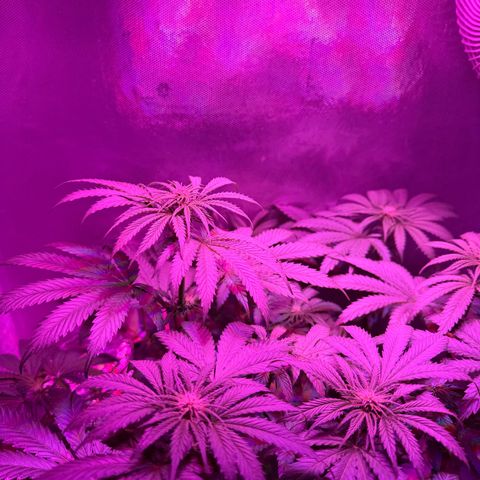 Biscotti growlog timeline photo