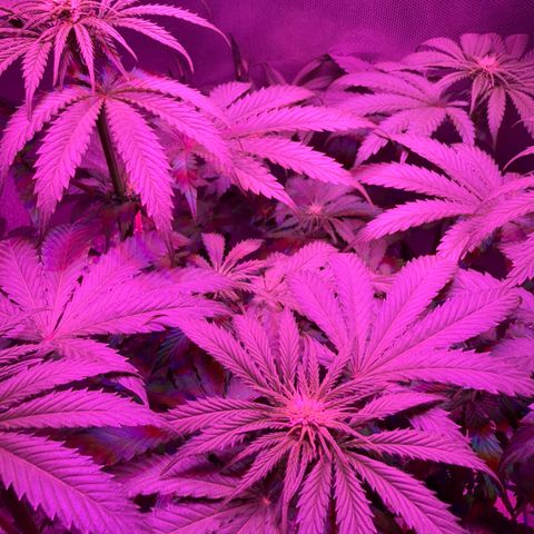 Biscotti growlog timeline photo