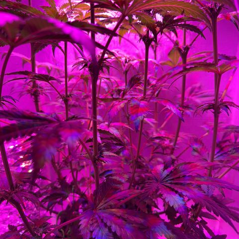 Biscotti growlog timeline photo