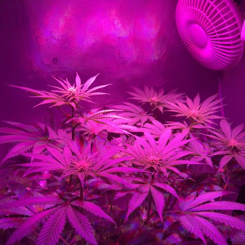 Biscotti growlog timeline photo