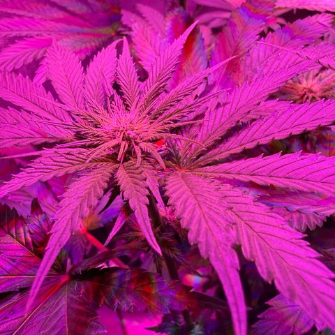 Biscotti growlog timeline photo