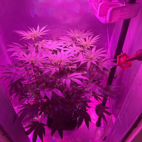 Biscotti growlog timeline photo