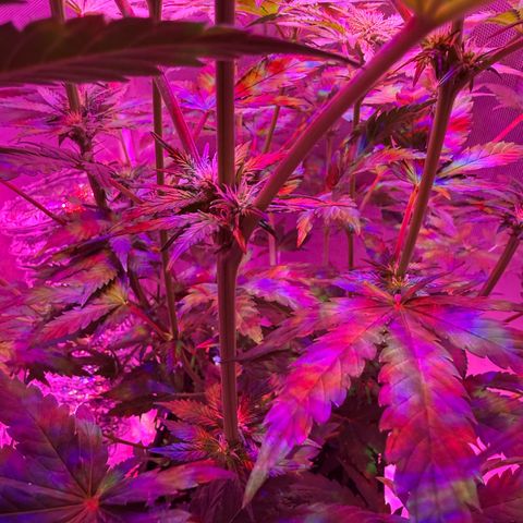 Biscotti growlog timeline photo
