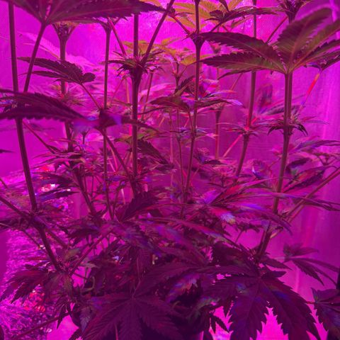Biscotti growlog timeline photo