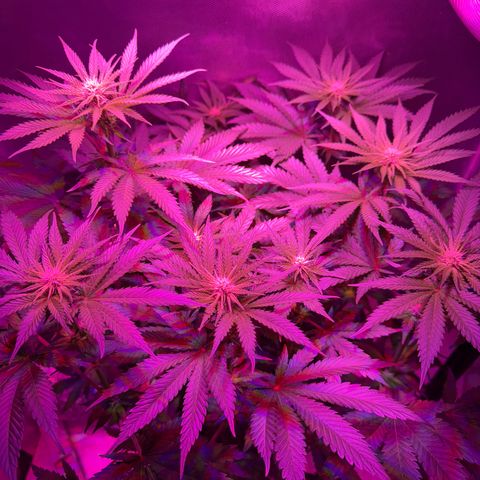 Biscotti growlog photo: Vorm Entlauben