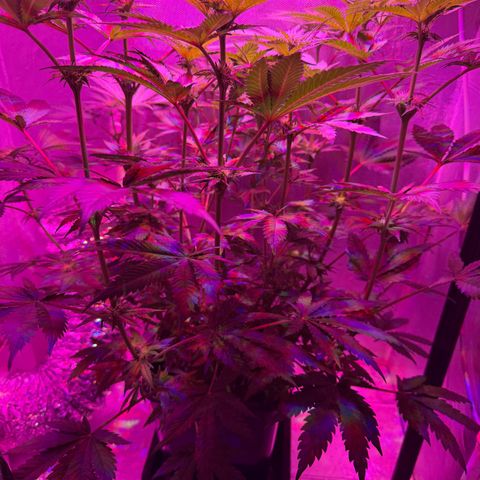 Biscotti growlog photo: Vorm Entlauben