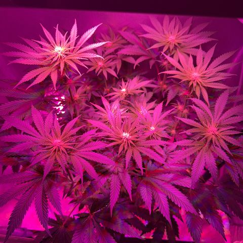 Biscotti growlog photo: Nach dem Entlauben