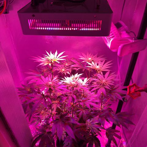 Biscotti growlog photo: Nach dem Entlauben