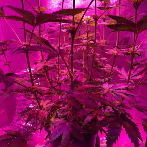 Biscotti growlog photo: Nach dem Entlauben