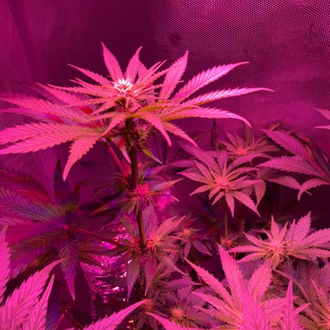 Biscotti growlog photo: Nach dem Entlauben