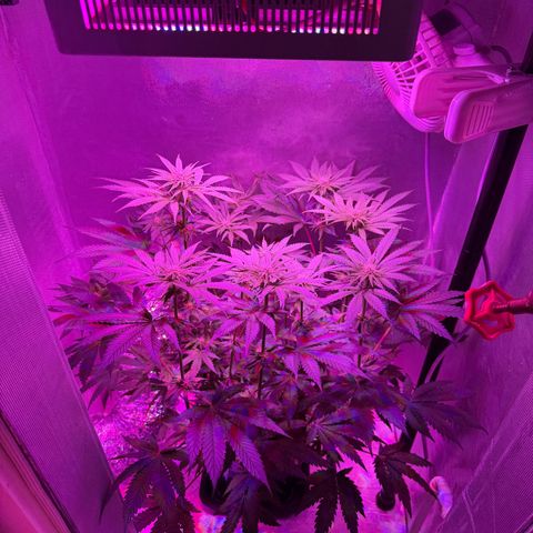 Biscotti growlog timeline photo