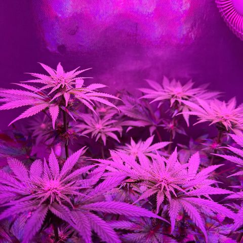 Biscotti growlog timeline photo
