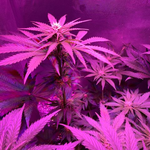 Biscotti growlog timeline photo