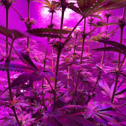 Biscotti growlog timeline photo