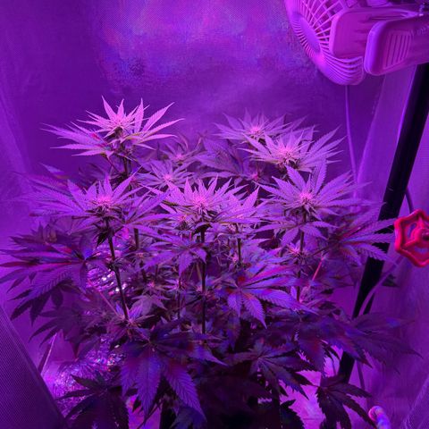 Biscotti growlog timeline photo