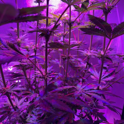 Biscotti growlog timeline photo