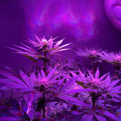 Biscotti growlog timeline photo