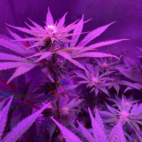 Biscotti growlog timeline photo