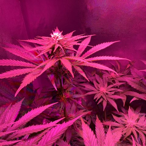 Biscotti growlog timeline photo
