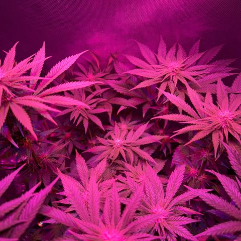 Biscotti growlog timeline photo