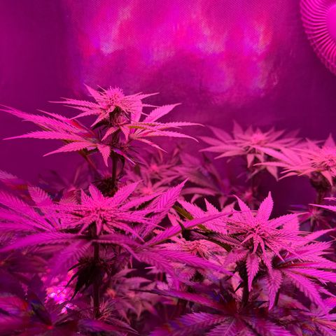 Biscotti growlog timeline photo