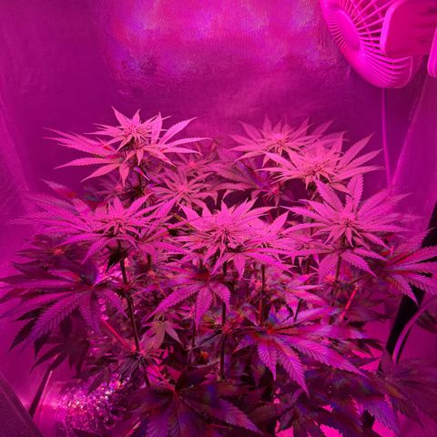 Biscotti growlog timeline photo