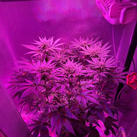 Biscotti growlog timeline photo