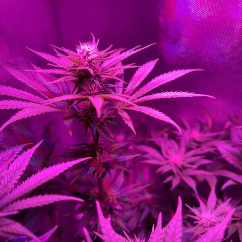 Biscotti growlog timeline photo