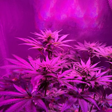 Biscotti growlog timeline photo